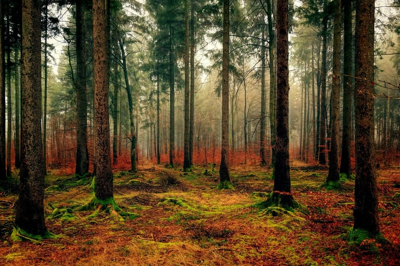 Forest with Mossy Trees